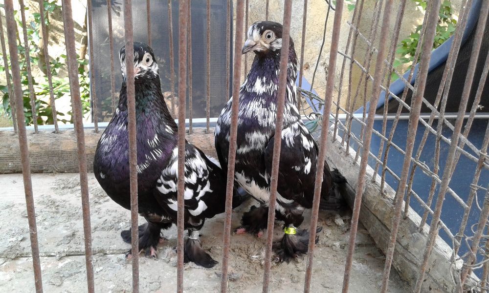 Vând porumbei încălțați de Arad ( Tipleri )
