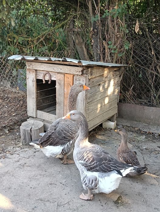 Gâște leșești pereche