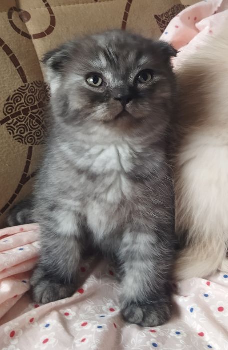 Шотландский котёнок Фолд