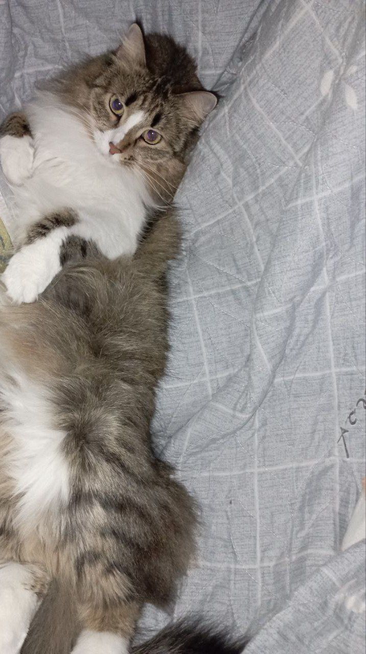 Отдам даром кошечку