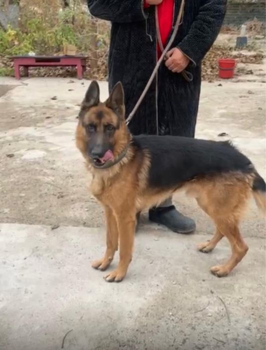 Овчарка 1 жаста