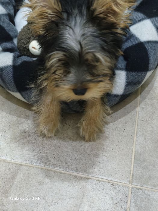 Мини Йорки 400 лв