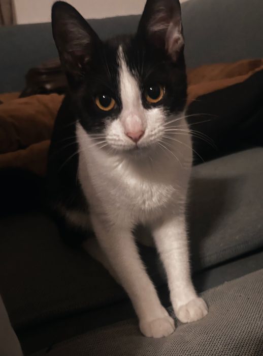 Pisicuta disponibila pentru adoptie