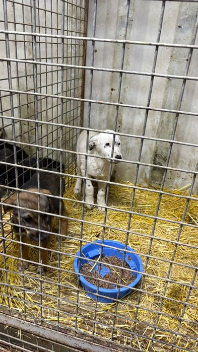 Щенятки Дворянины разных возрастов ждут любящих хозяев