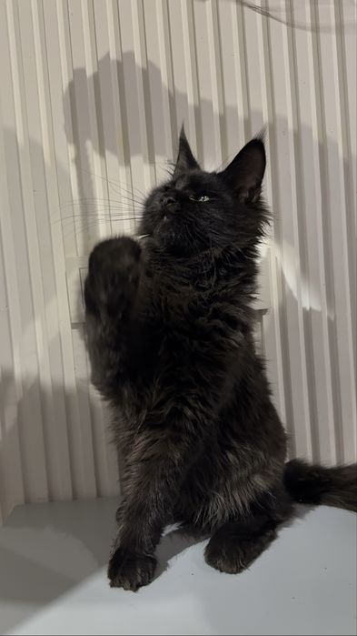 Продаются котята мейнкун