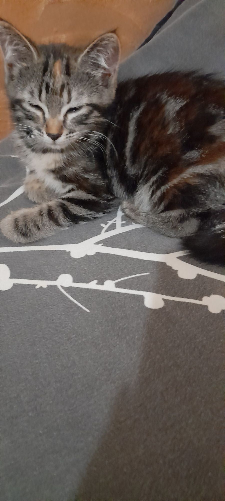 Отдам котёнка добрым  любящим животных. Людям.котенок  приуен к лотку