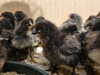 Pui rasa Australorp