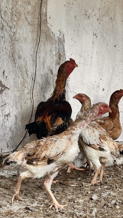 horoz 500ming 4,300kg tovuqla 350ming 3kg kelishiladi tovuqlaram
