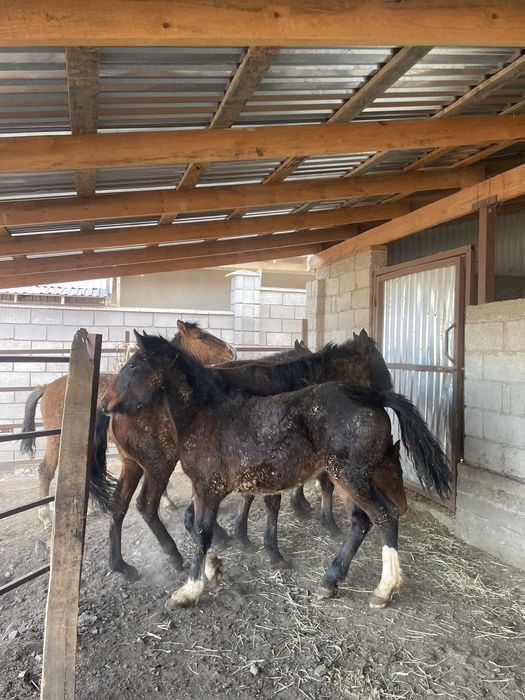 Семиз 1.5 жасар тайлар сатылады, сойыпта сатылады килограмм 3200 тенге