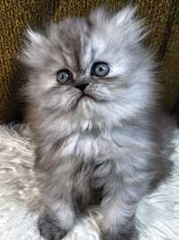 Pui pisica persana deosebită