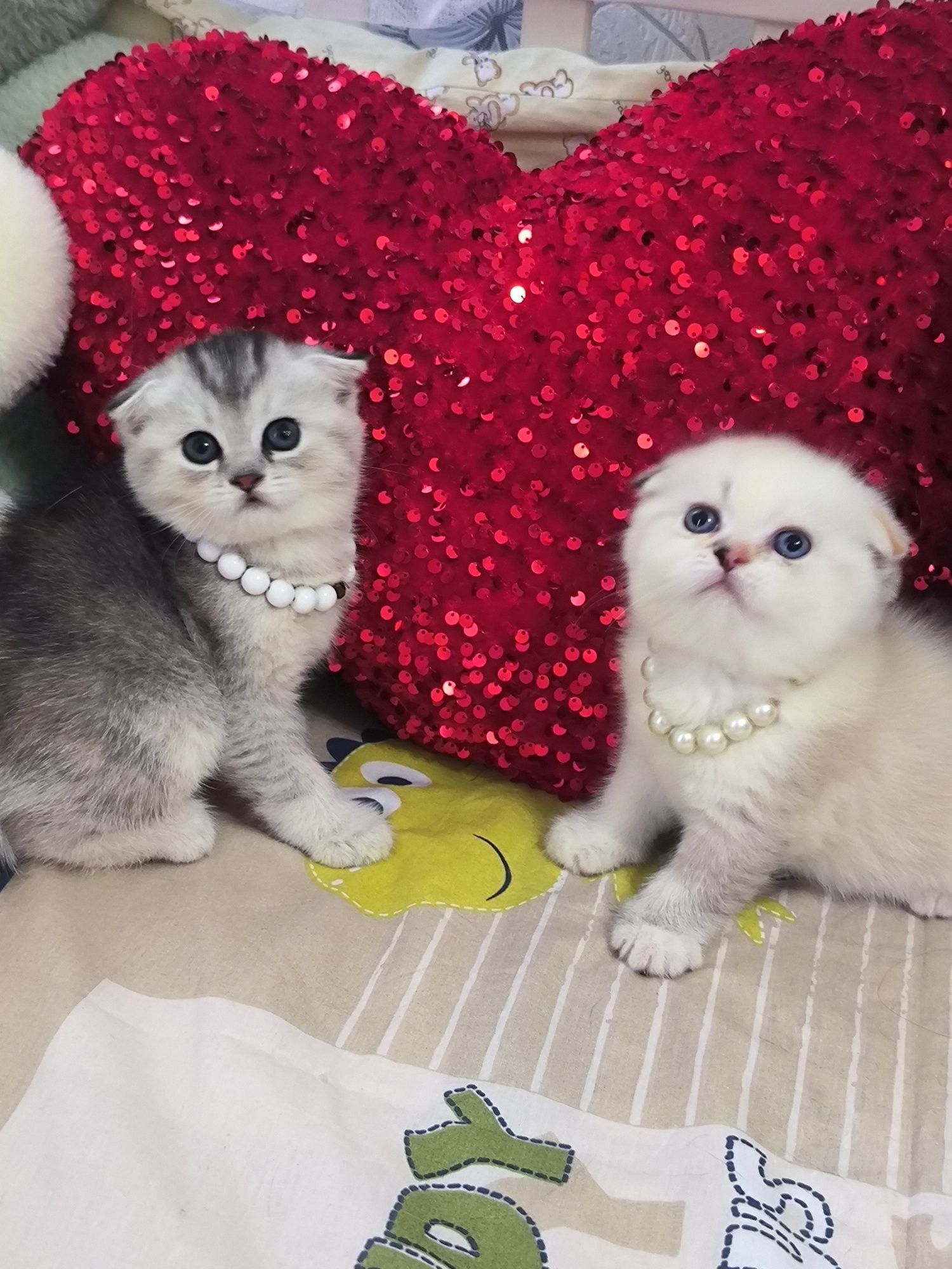 Котята чистокровные