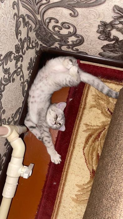 Мушук сотилади aqilli qiz bola qolga o'rgatilgan narxi описания bor