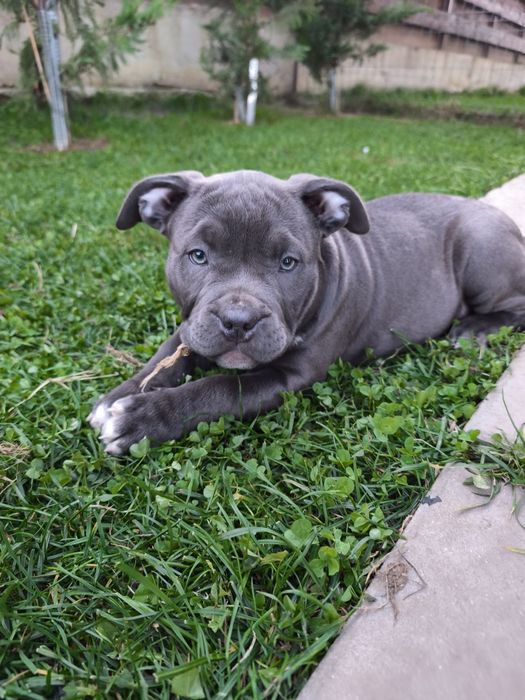 American bully standard