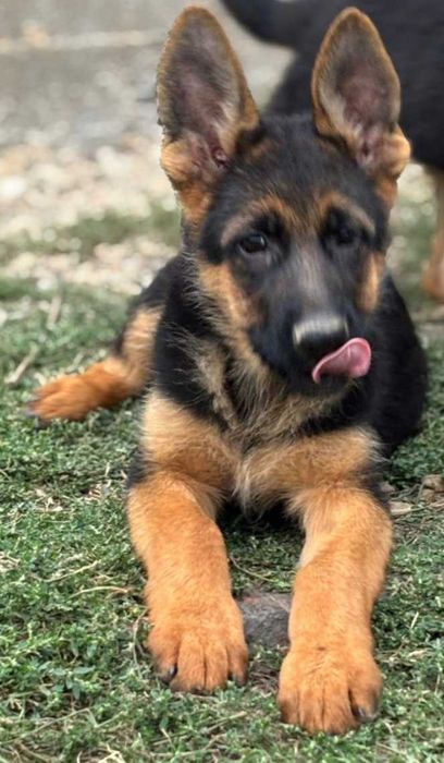 Pui Ciobanesc German Cu Pedigree