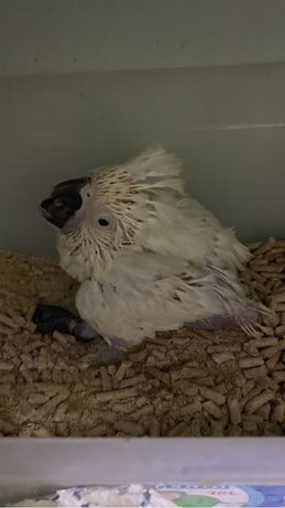 Papagal umbrella cockatoo