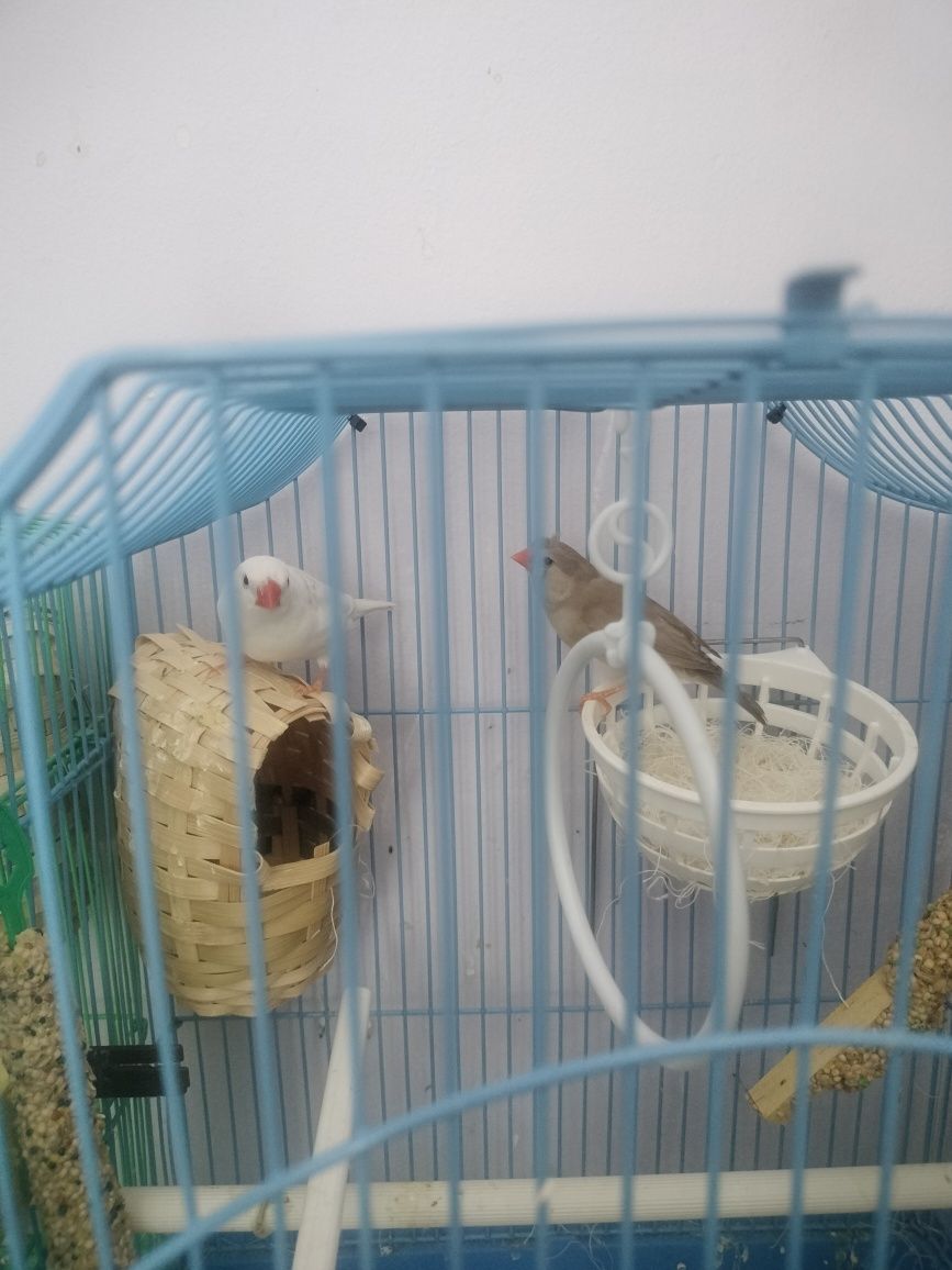 animale de companie