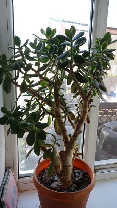 Продам домашние цветы