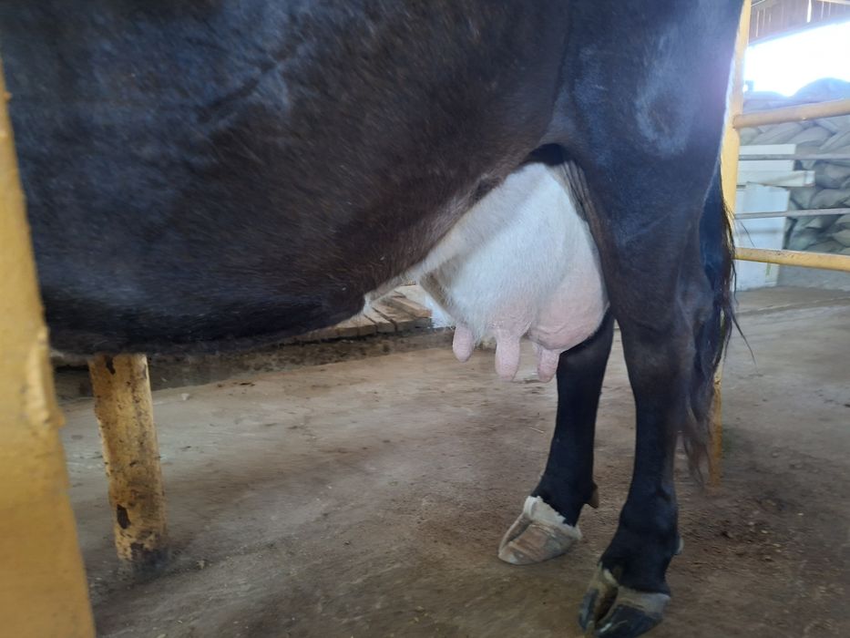 Продам дойных коров 28 голов