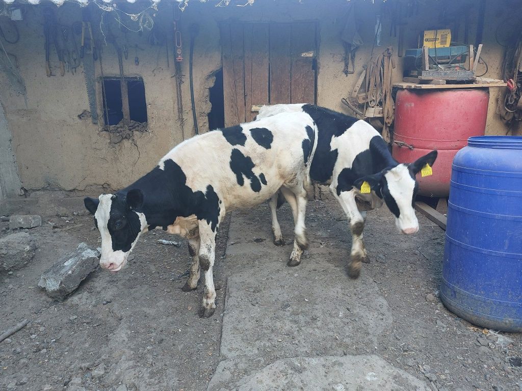 Vitele rasa Holstein,6 luni