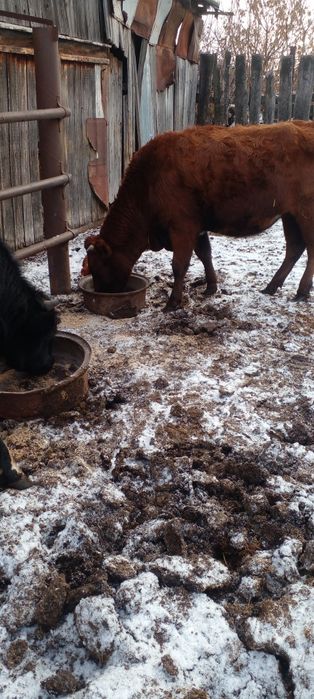 Продам первотелку