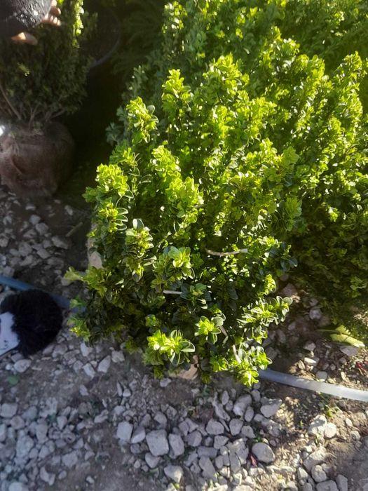 Plante ornamentale pt toate buzunarele