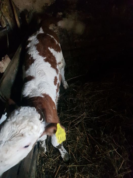 Vițea bălțată romaneasca