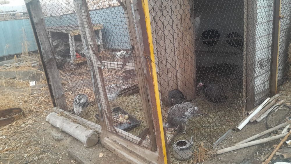 Сатылады үндіктер