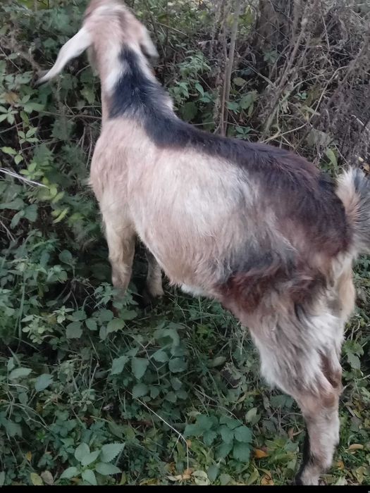 Tap metisi anglonubian