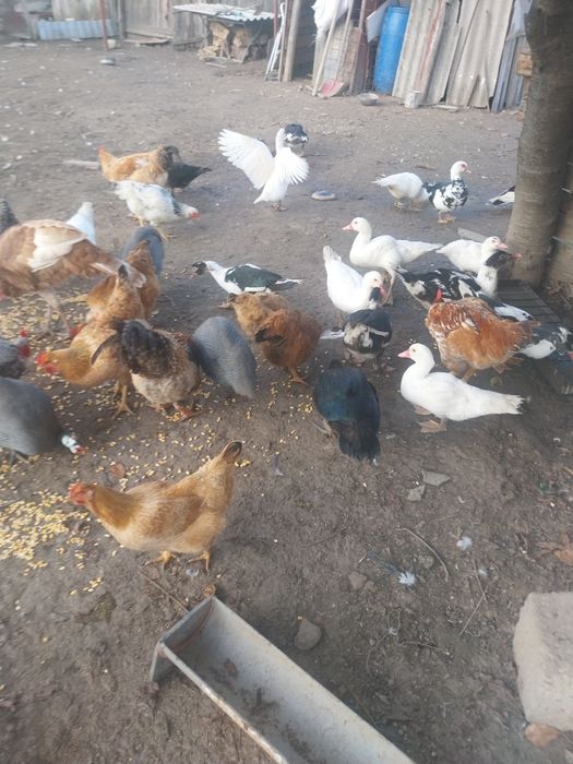 Nu răspund la mesaje doar contact telefon