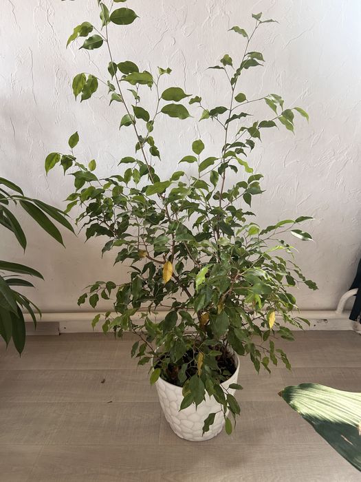 Продам Фикусы бенджамина