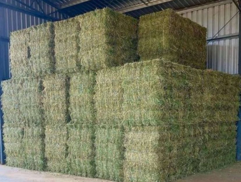 Беда пресс сотилади