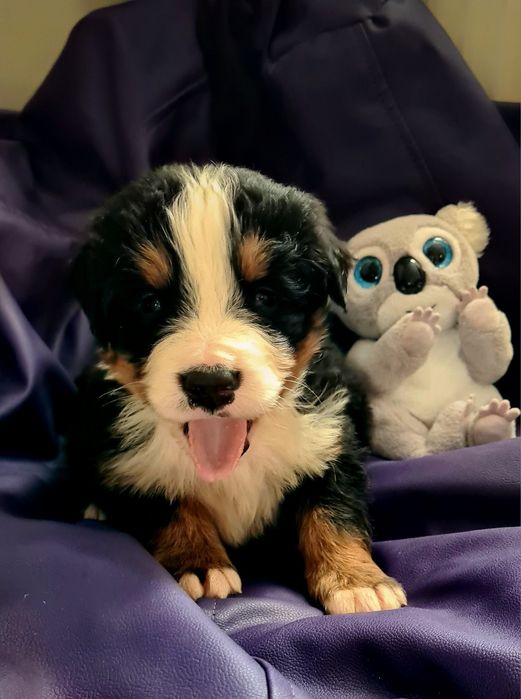 Puiuț Ciobanesc de Berna , asiguram transport