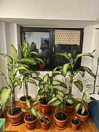 Planta exotica decorativă apartament Diffenbachia