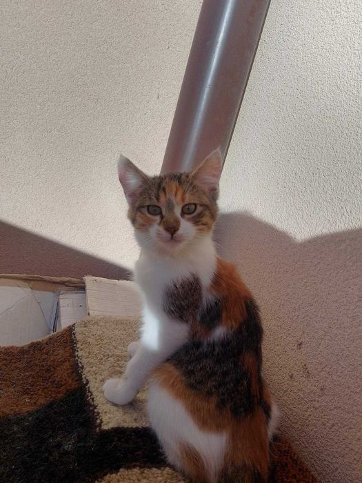 Две трицветни котета търсят своя добър и грижовен осиновител