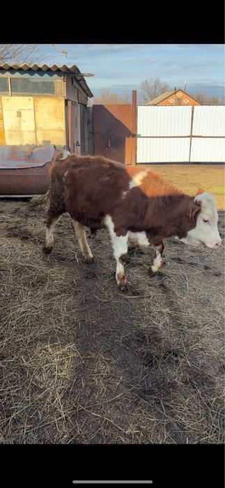 Продам бычка срочно