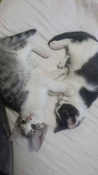 Отдам даром tekinga beriladi