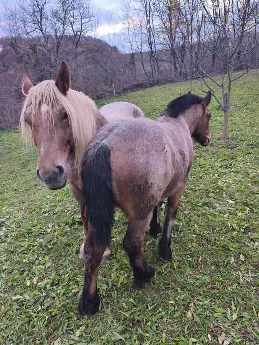 Vând mânză frumoasa
