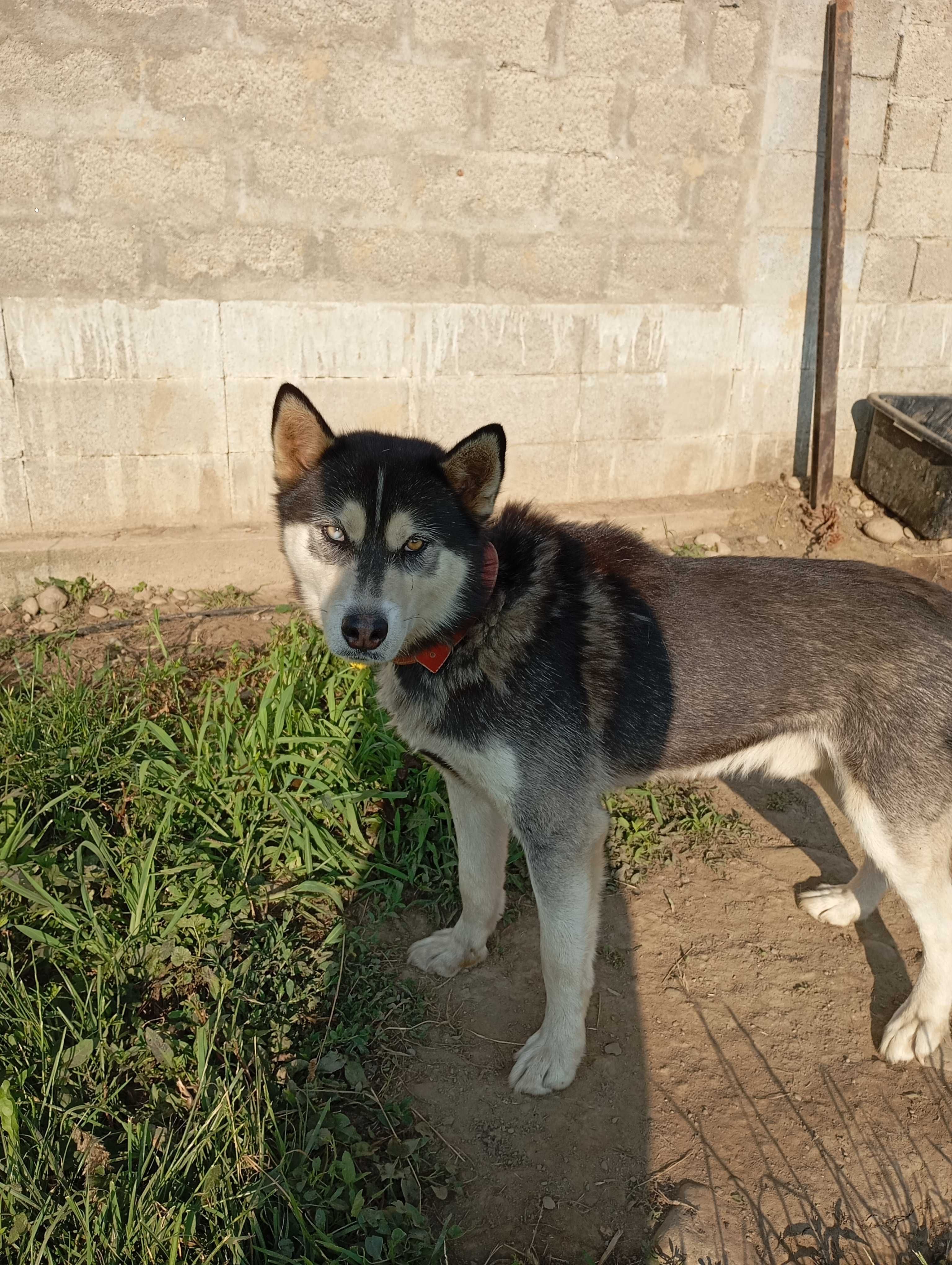 Donez mascul Husky~ 3 ani
