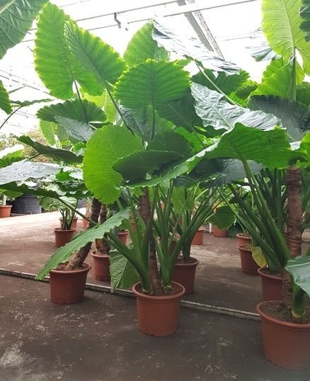 Продается клубень алоказии макроризы, алоказия полли