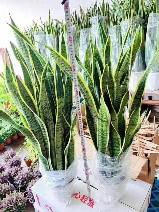 Сансиверия 24/7 Кислород Sansiveria!!!