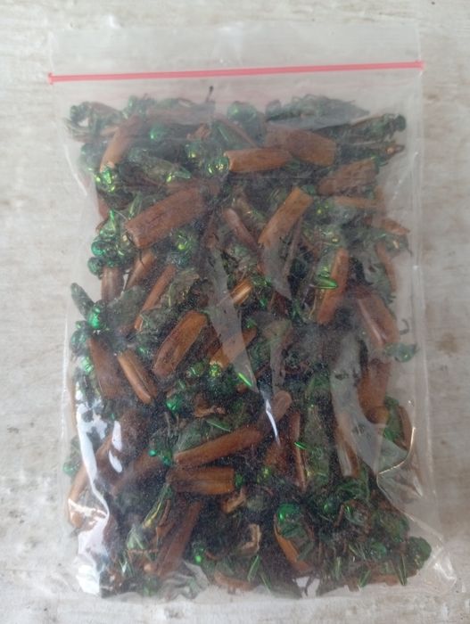 Алтын коныз. Майский жук.