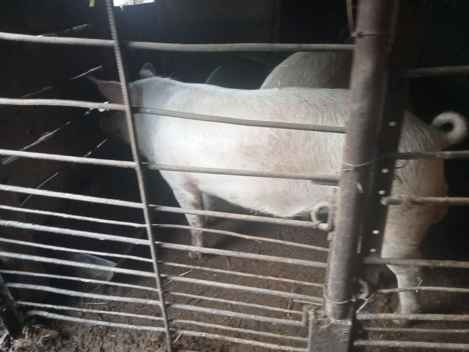 Продается Кабан на племя 8 месецев