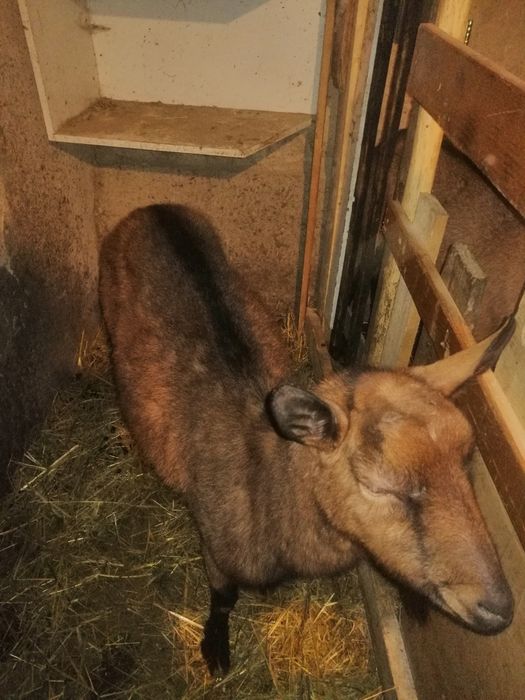 Vând capre alpine franceze