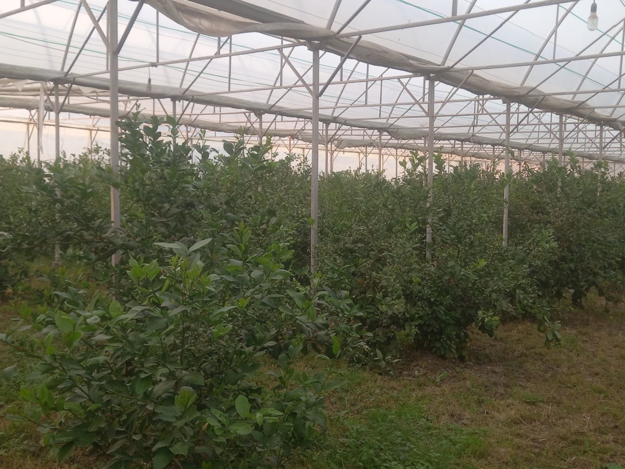 2 Gektar yer sotilati issiq xonasi bilan birga