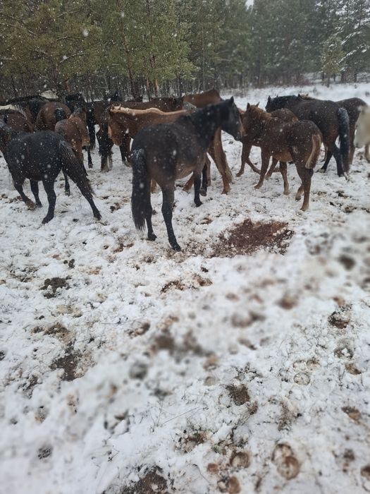 Продам тай ургашы со степи