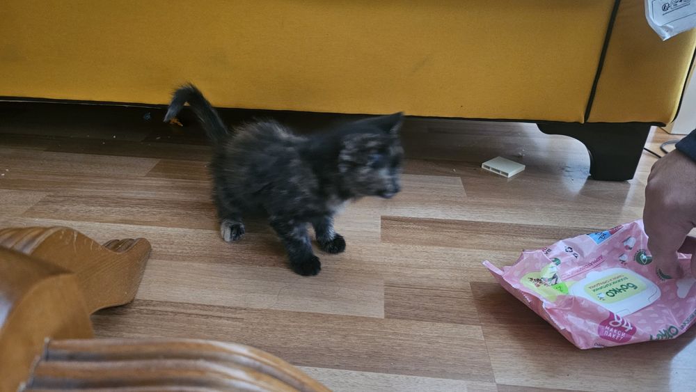Подарявам коте( Търси се осиновител)