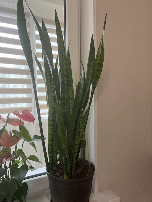 Сансевиерия 1м