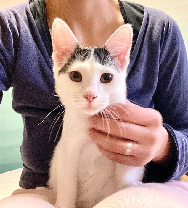 Pui de pisica pentru adoptie in Bucuresti