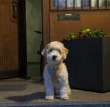 Bichon jucaus havanez