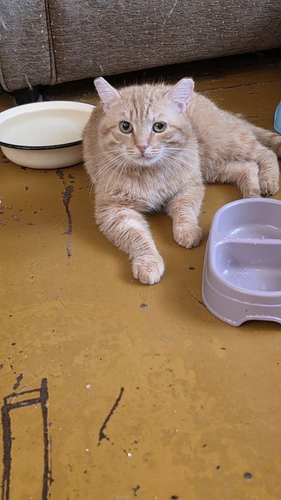 Рыжий красавец в поиске своего Человека